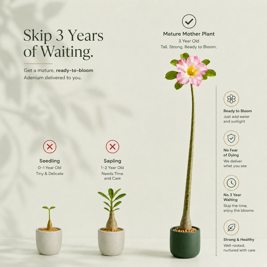 Seed Grown Adenium | 3 Year Old Live Plant