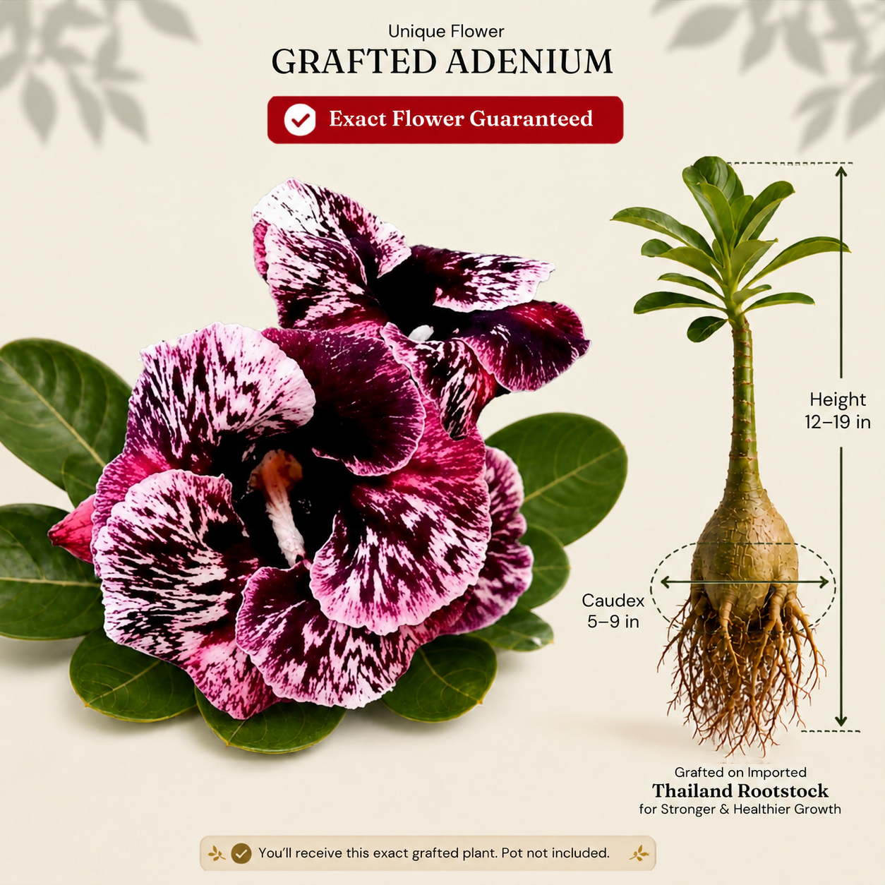 OR-274 | Grafted Adenium