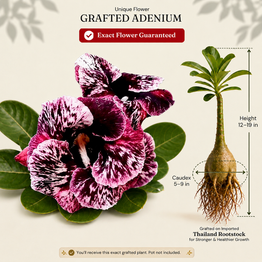 OR-274 | Grafted Adenium
