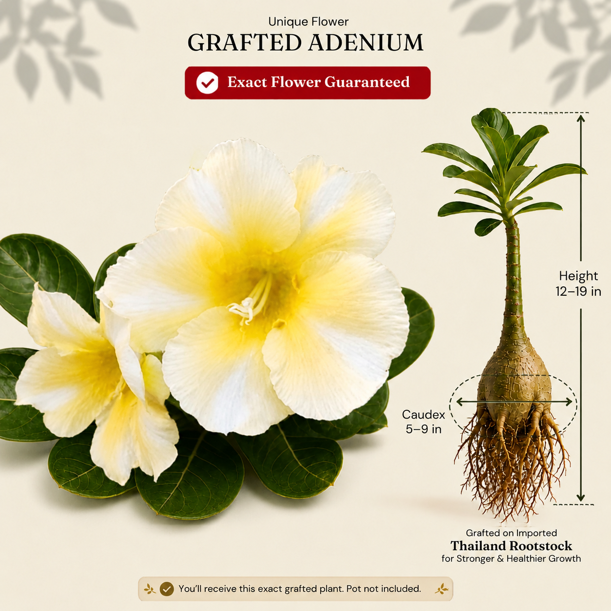 OR-481 | Grafted Adenium