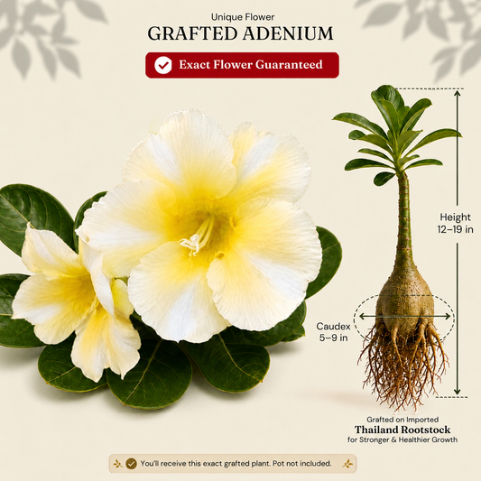OR-481 | Grafted Adenium