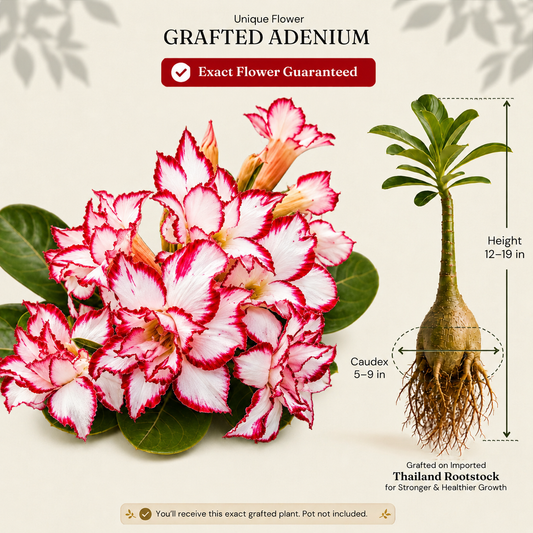 OR-86 | Grafted Adenium