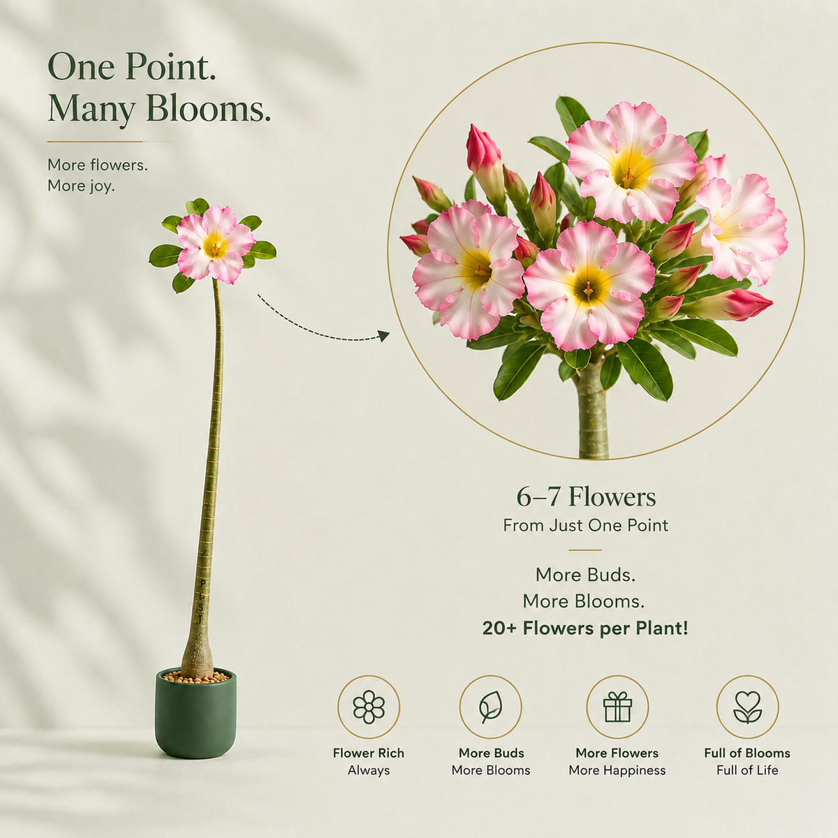 Seed Grown Adenium | 3 Year Old Live Plant