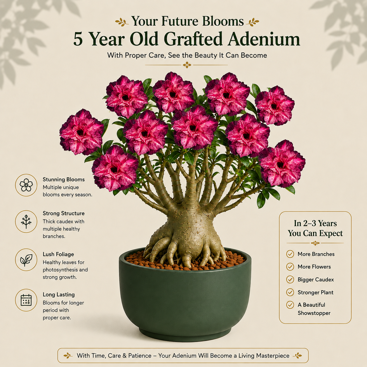 OR-469 | Grafted Adenium