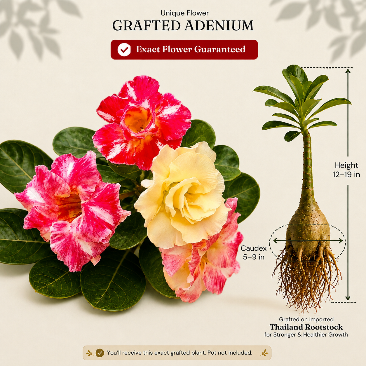 OR-193 | Grafted Adenium