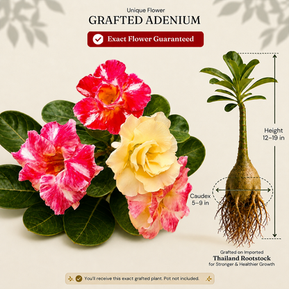 OR-193 | Grafted Adenium