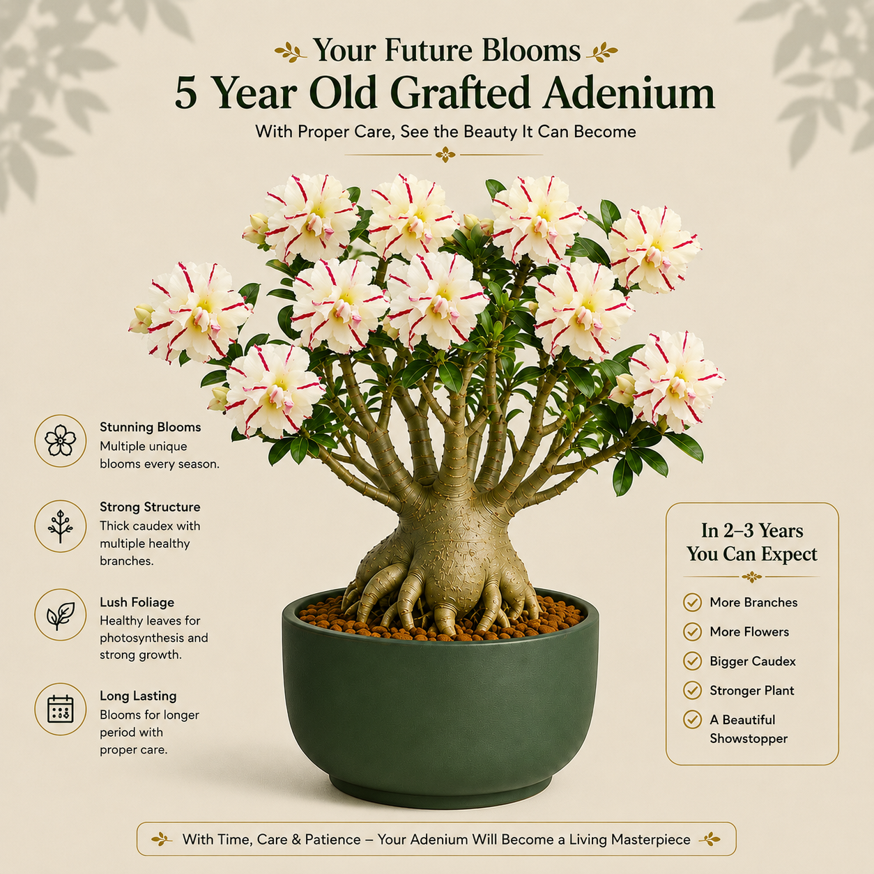 OR-460 | Grafted Adenium