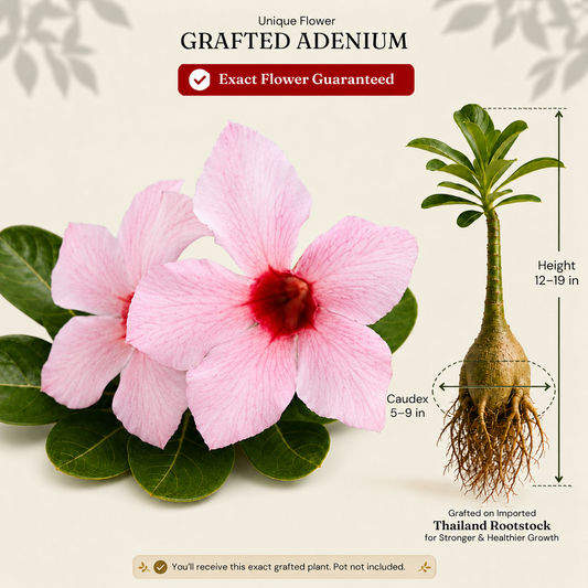 OR-129 | Grafted Adenium
