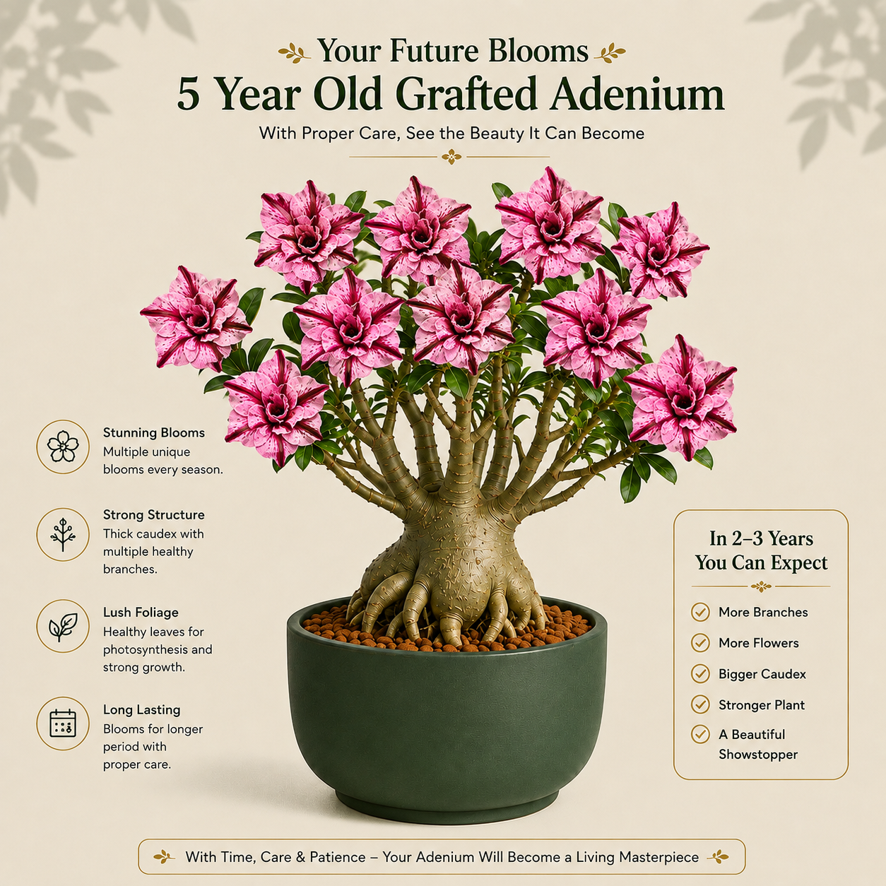 OR-467 | Grafted Adenium