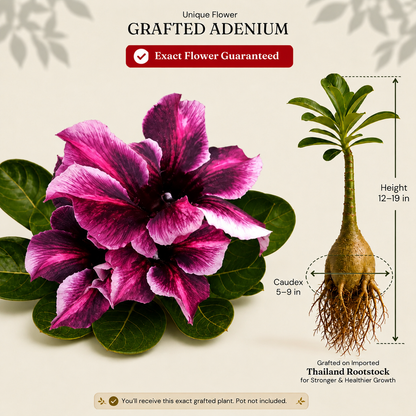 OR-471 | Grafted Adenium