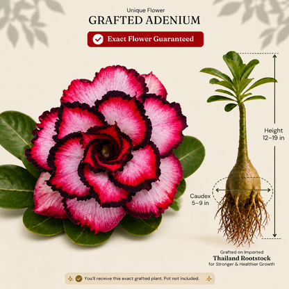 OR-357 | Grafted Adenium