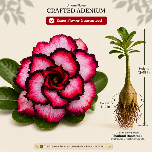 OR-357 | Grafted Adenium