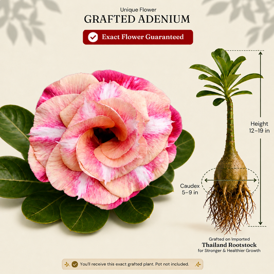 OR-483 | Grafted Adenium
