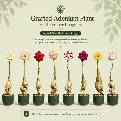 OR-129 | Grafted Adenium