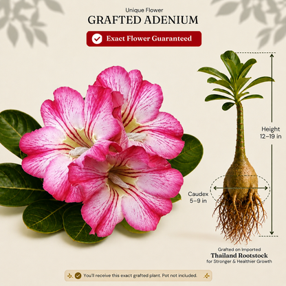 OR-492 | Grafted Adenium