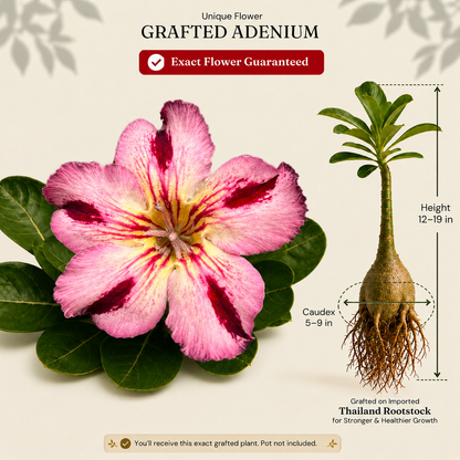 OR-Shooter | Grafted Adenium
