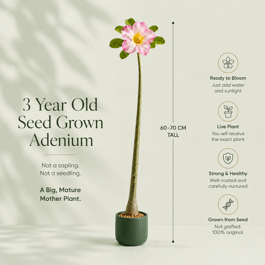 Seed Grown Adenium | 3 Year Old Live Plant