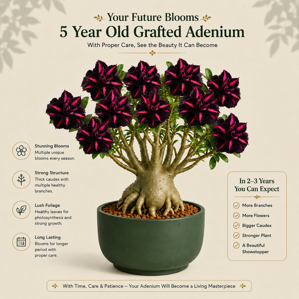 OR-433 | Grafted Adenium