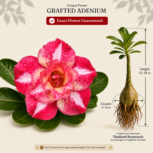 OR-JN14 | Grafted Adenium