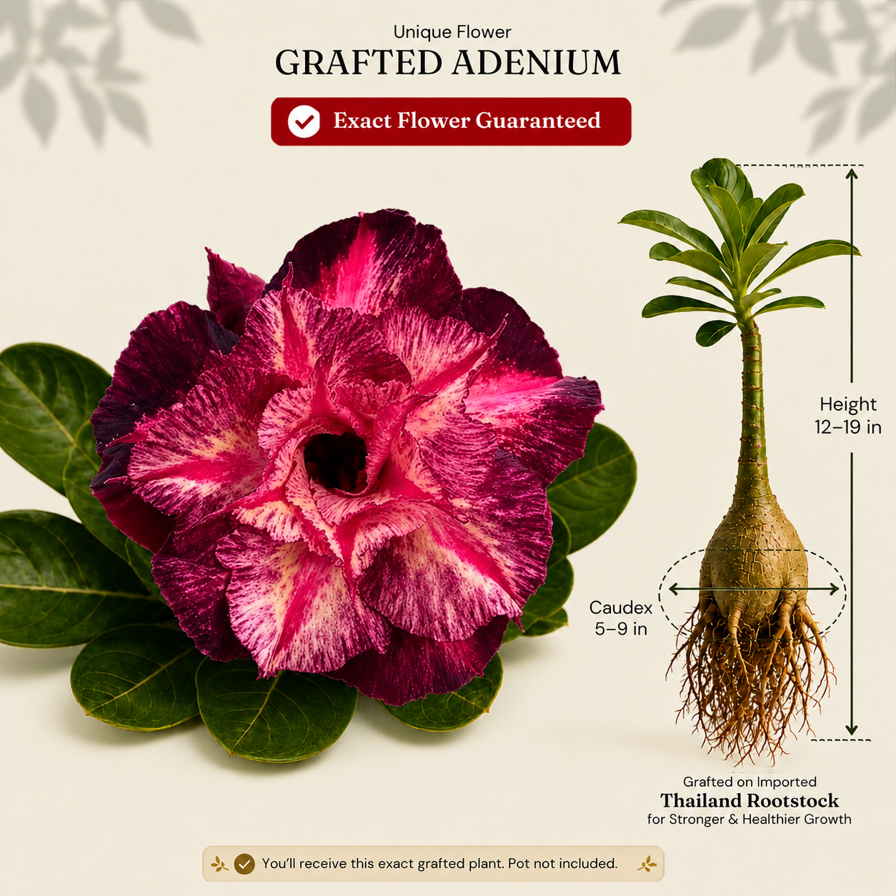 OR-469 | Grafted Adenium