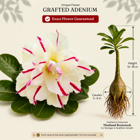 OR-460 | Grafted Adenium