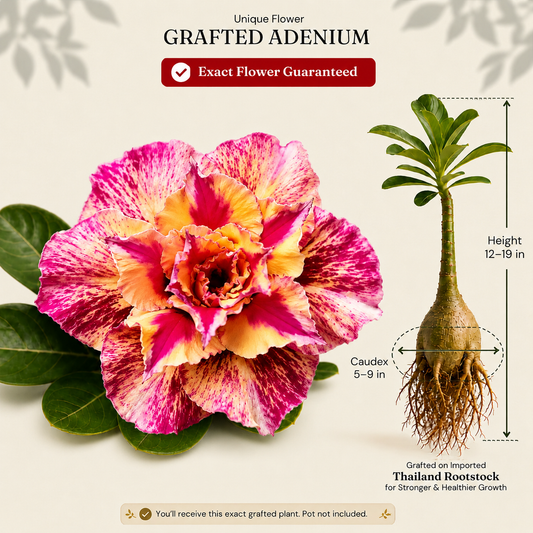 OR-450 | Grafted Adenium