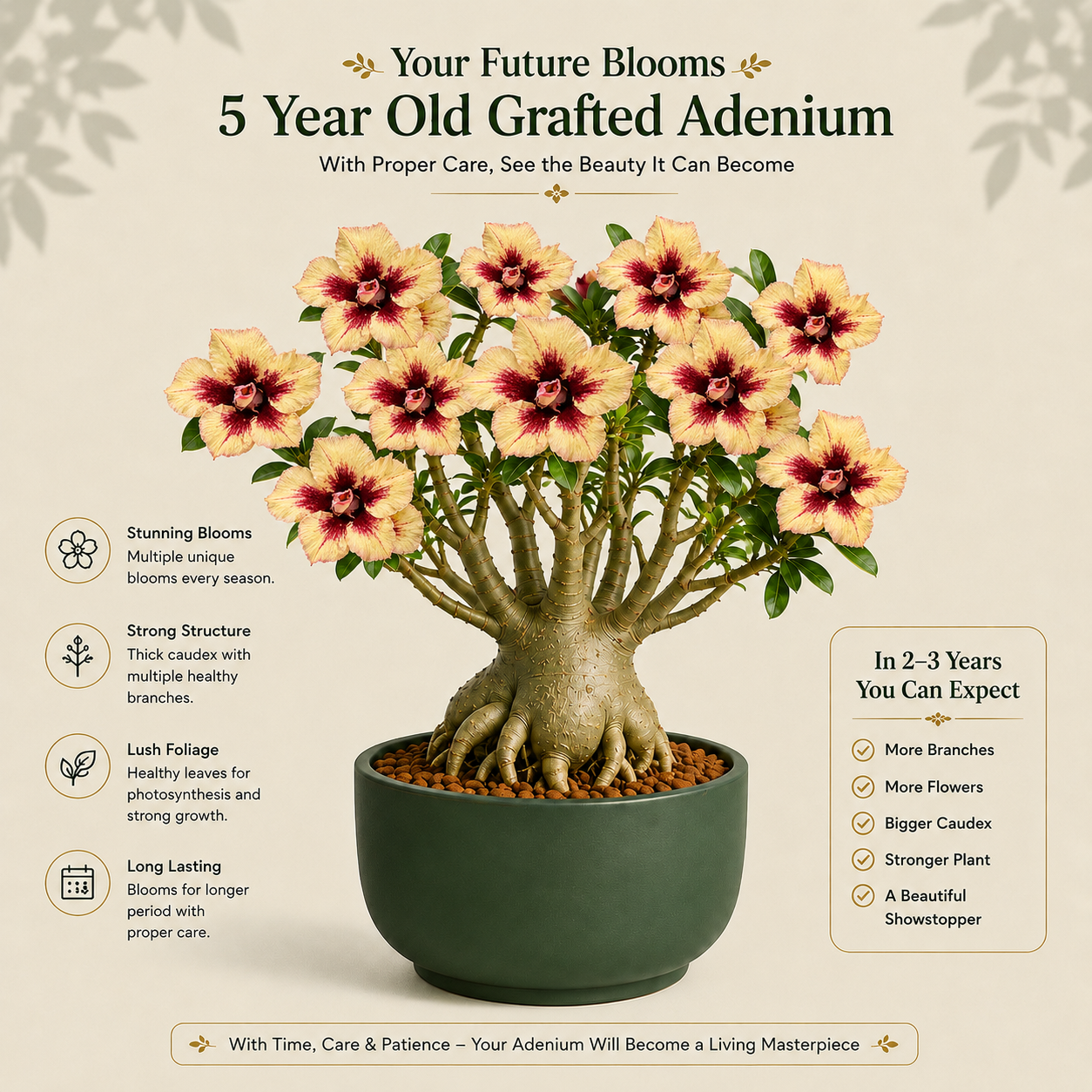 OR-BB29 | Grafted Adenium
