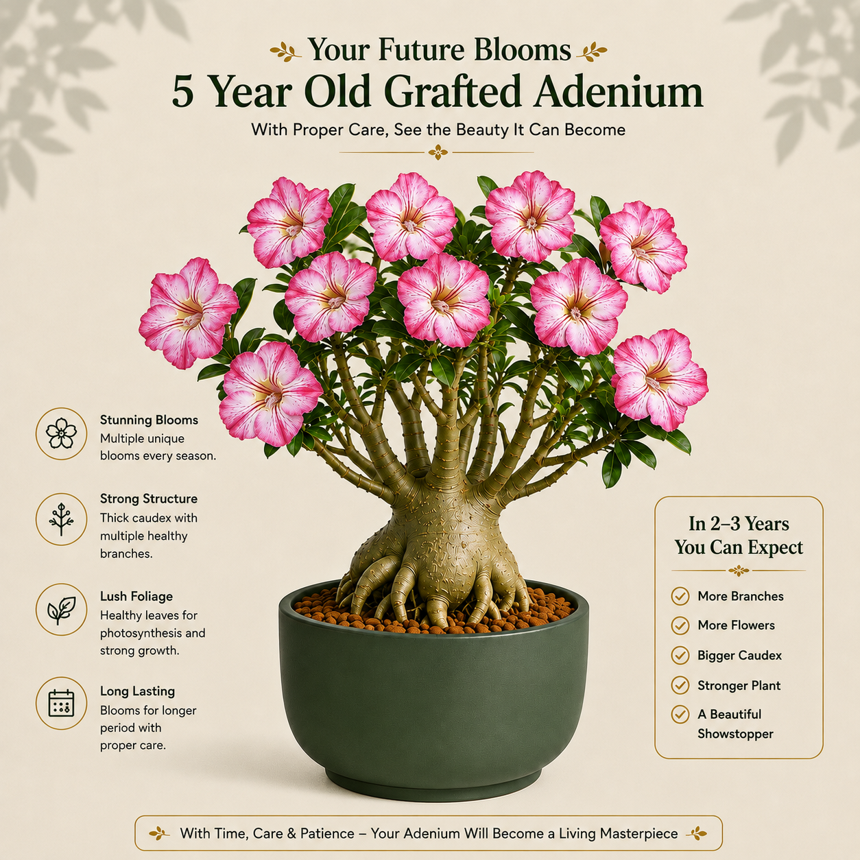 OR-492 | Grafted Adenium