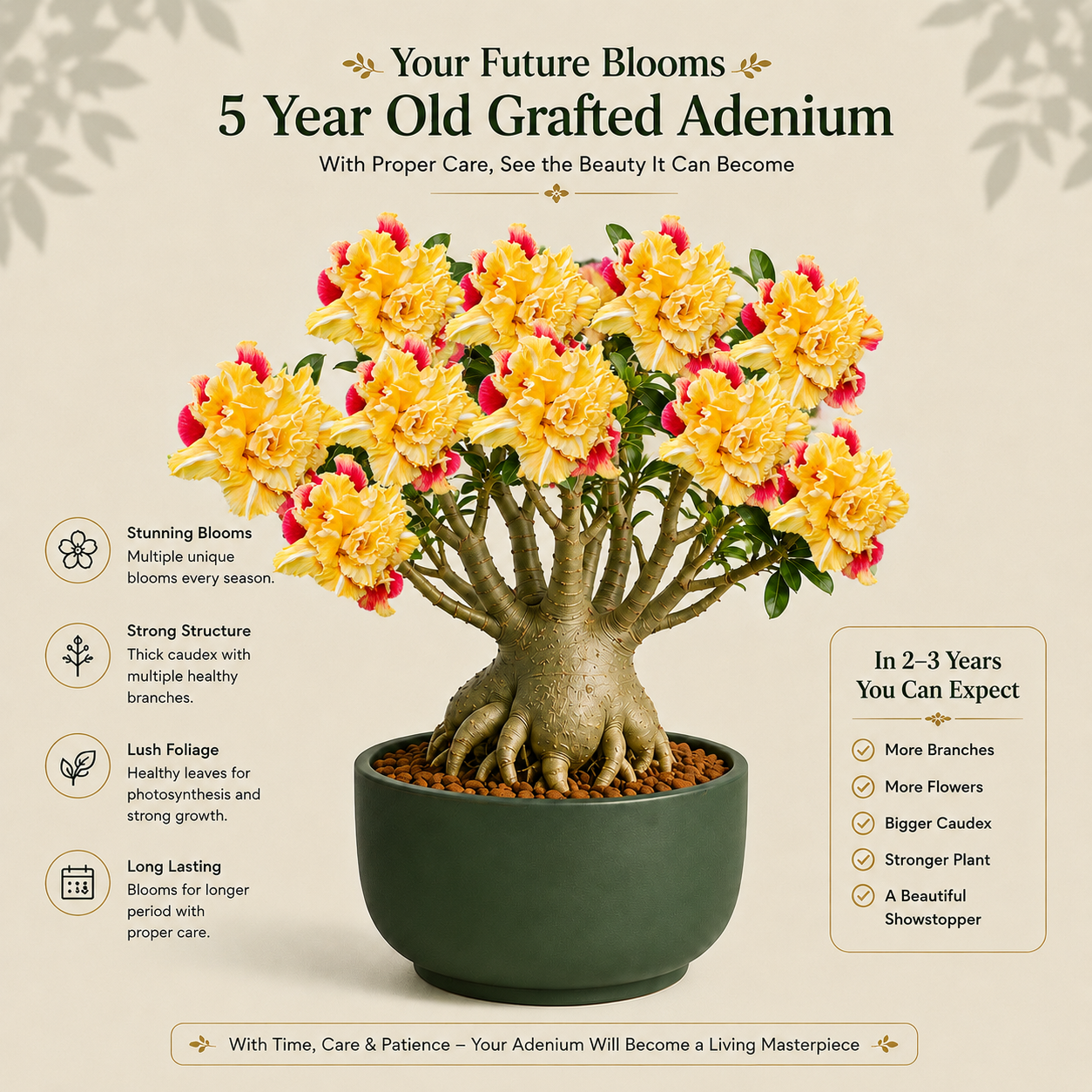 OR-125 | Grafted Adenium