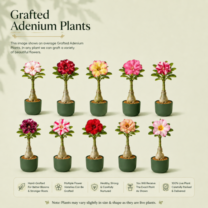 OR-JN14 | Grafted Adenium