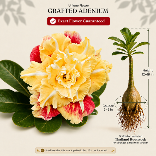 OR-125 | Grafted Adenium