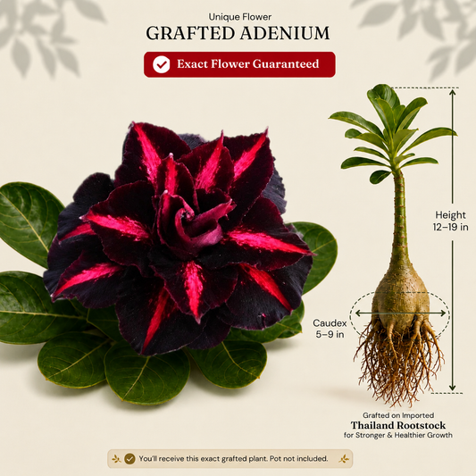 OR-433 | Grafted Adenium