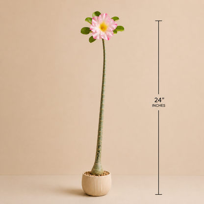 Seed Grown Adenium | 3 Year Old Live Plant