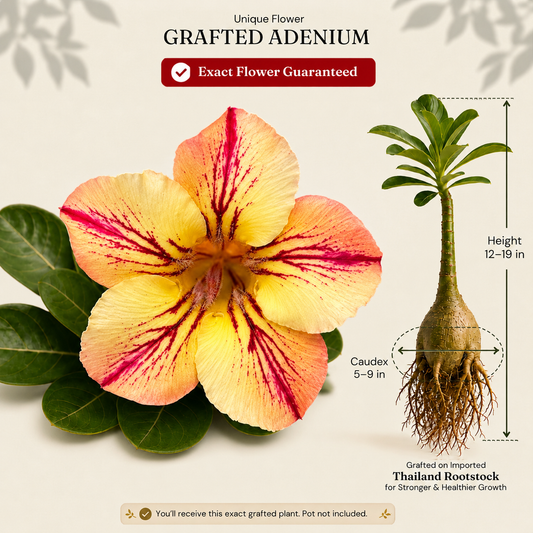OR-297 | Grafted Adenium