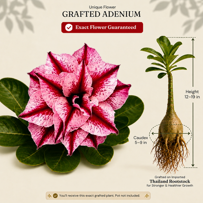 OR-467 | Grafted Adenium