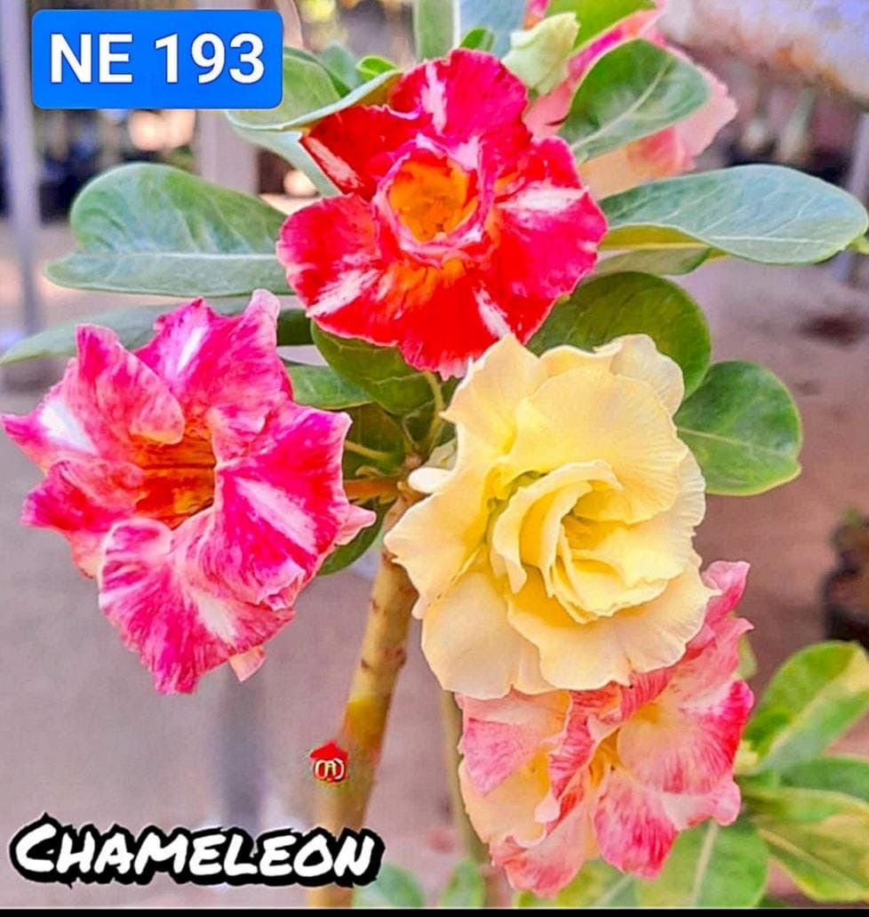 OR-193 | Grafted Adenium