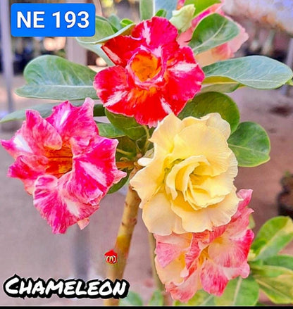 OR-193 | Grafted Adenium