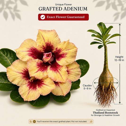 OR-BB29 | Grafted Adenium