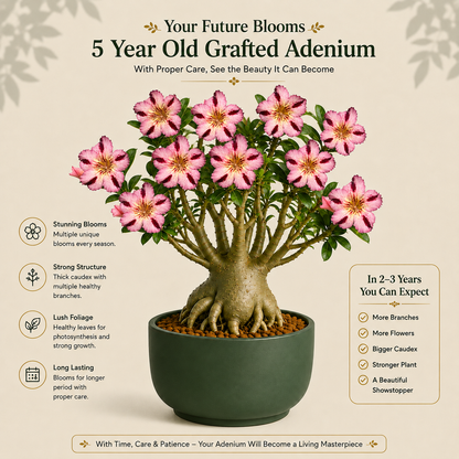 OR-Shooter | Grafted Adenium