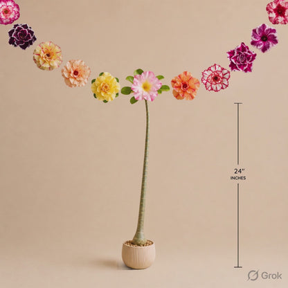 Seed Grown Adenium | 3 Year Old Live Plant