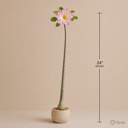 Seed Grown Adenium | 3 Year Old Live Plant
